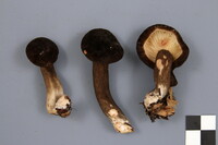 Lactarius lignyotus image